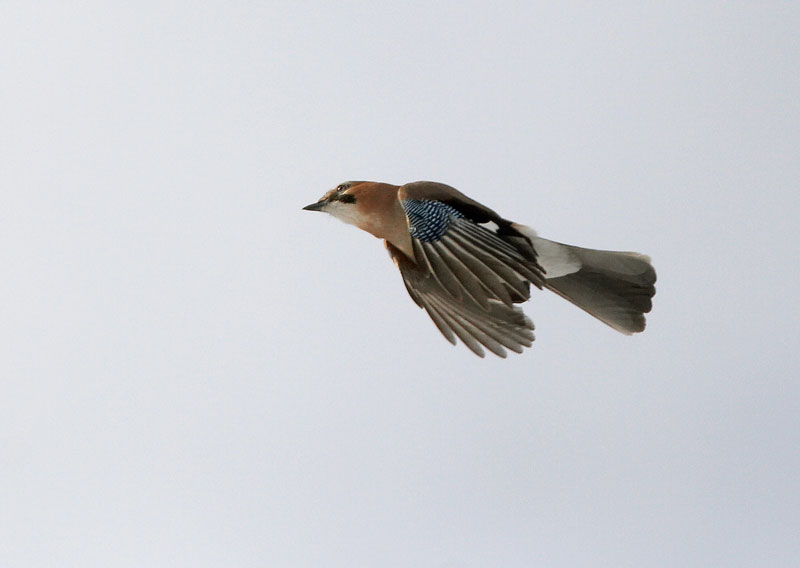 N�rhi Garrulus glandarius