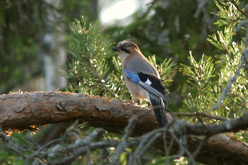 N�rhi Garrulus glandarius