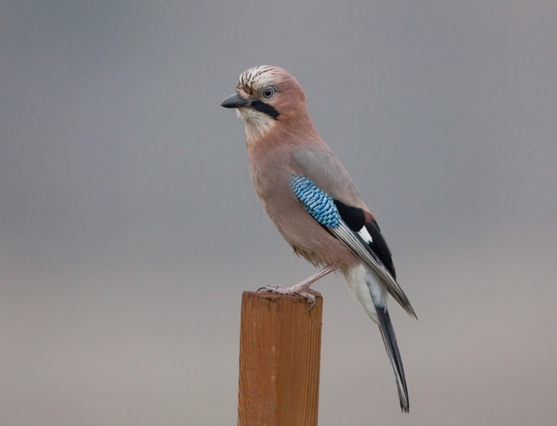 N�rhi Garrulus glandarius