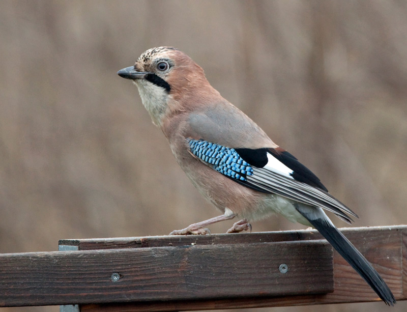 N�rhi Garrulus glandarius