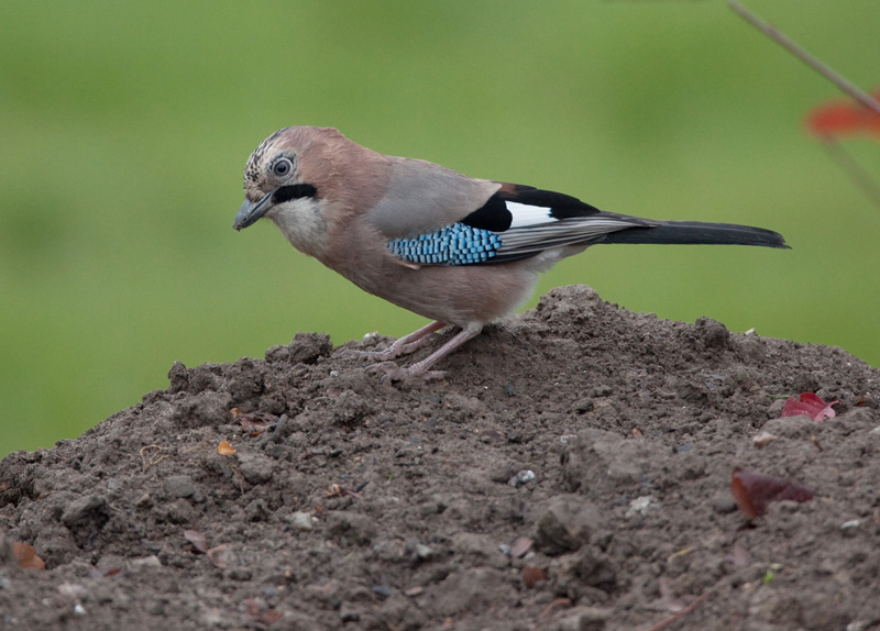 N�rhi Garrulus glandarius