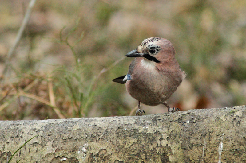 N�rhi Garrulus glandarius