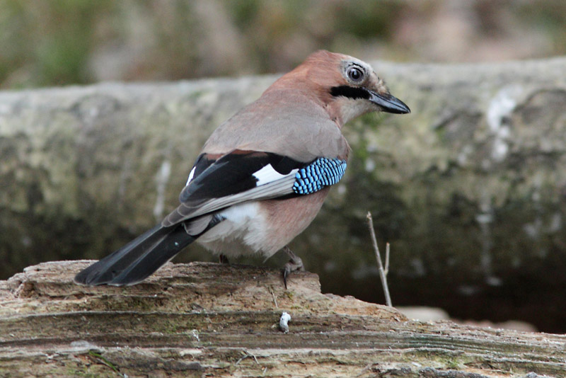 N�rhi Garrulus glandarius