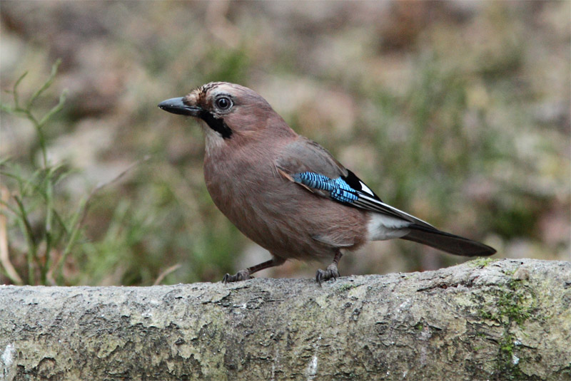 N�rhi Garrulus glandarius