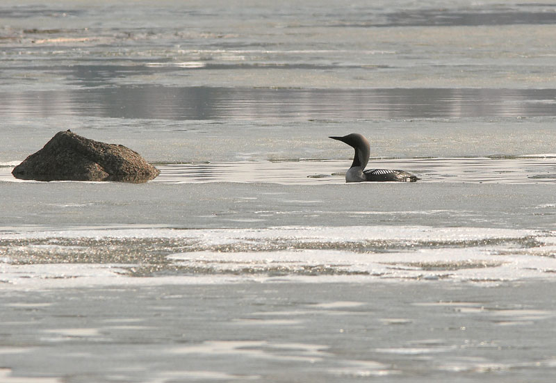 Kuikka Gavia arctica