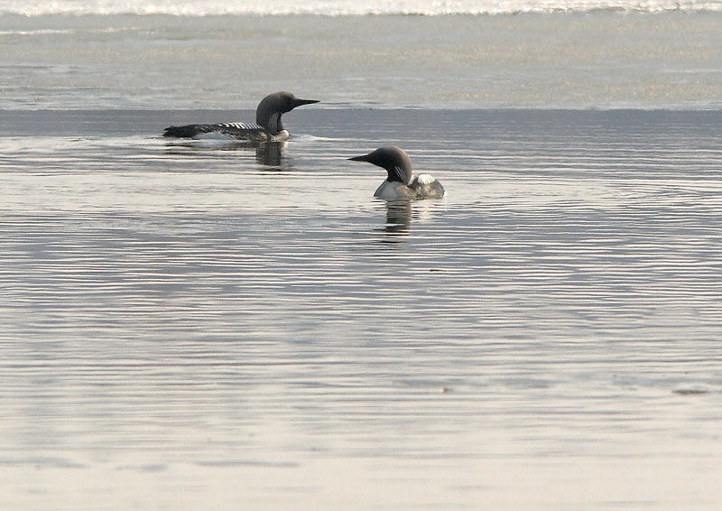 Kuikka Gavia arctica