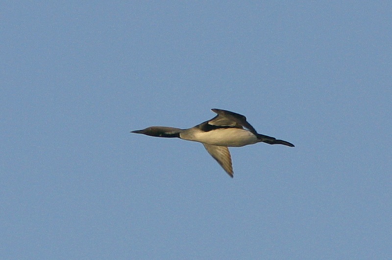Kuikka Gavia arctica