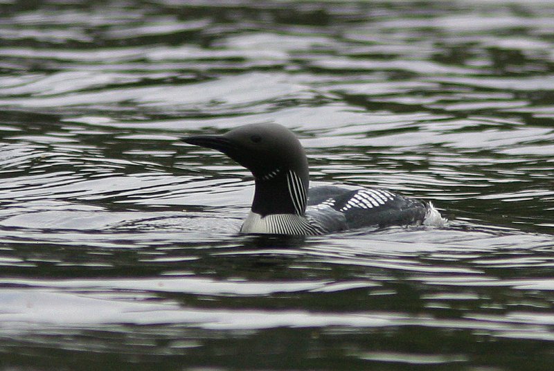 Kuikka Gavia arctica