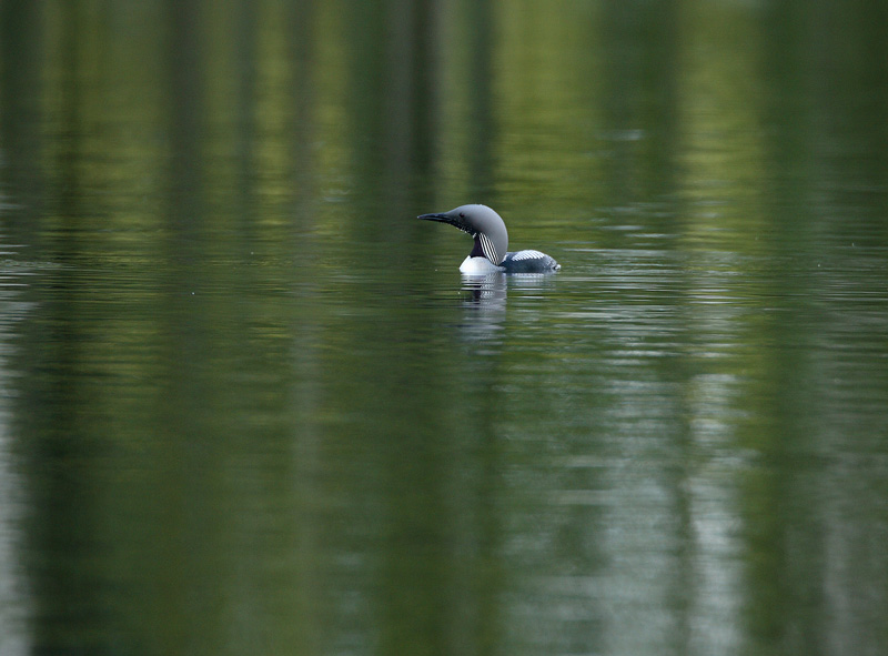 Kuikka Black-throated Diver (Gavia arctica)