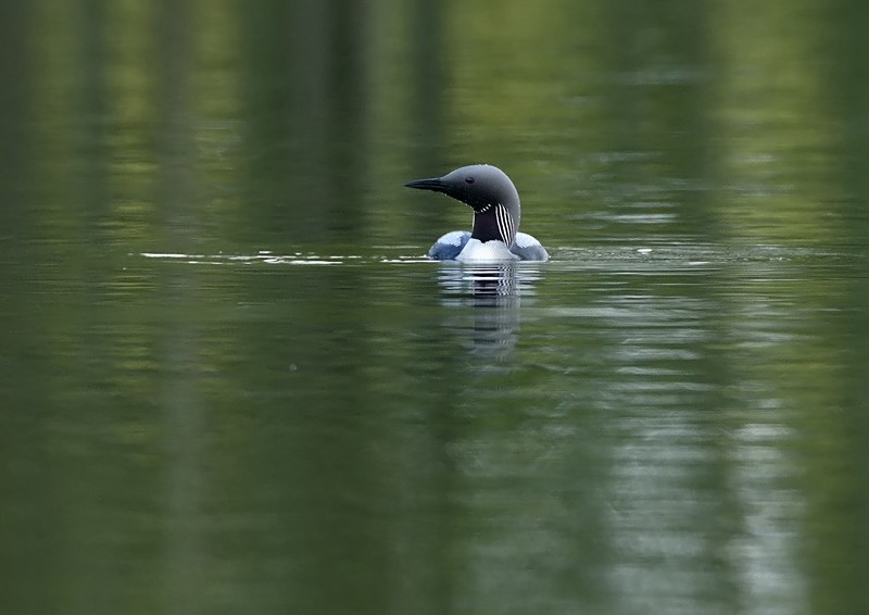 Kuikka Black-throated Diver (Gavia arctica)