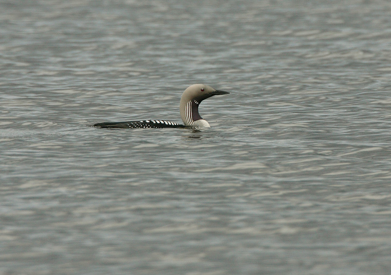 Kuikka Black-throated Diver (Gavia arctica)