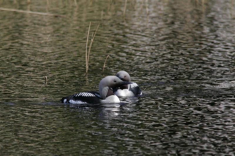 Kuikka Black-throated Diver (Gavia arctica)