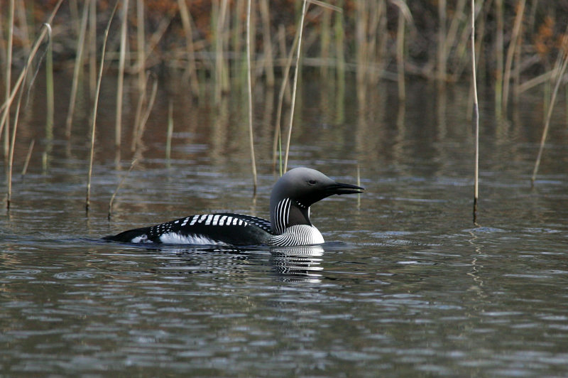 Kuikka Black-throated Diver (Gavia arctica)