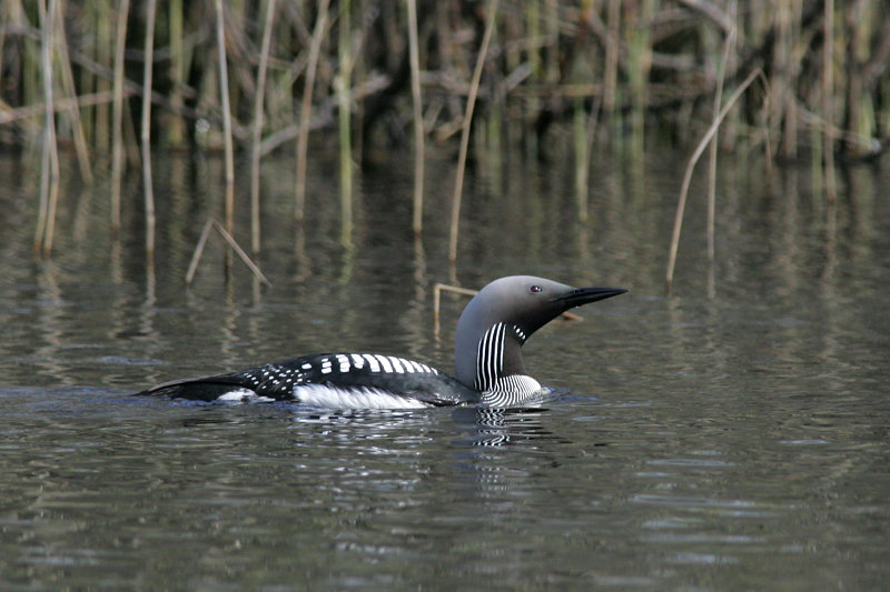 Kuikka Black-throated Diver (Gavia arctica)