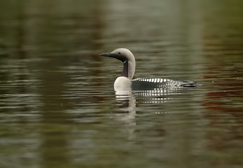 Kuikka Black-throated Diver (Gavia arctica)