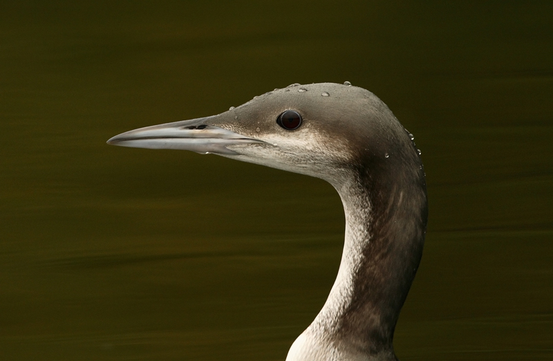 Kuikka Black-throated Diver (Gavia arctica)