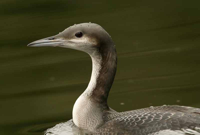 Kuikka Black-throated Diver (Gavia arctica)