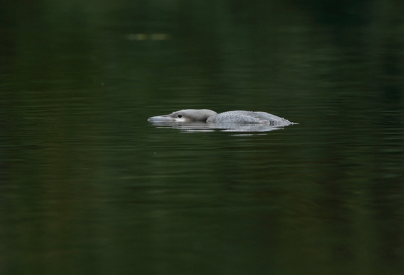 Kuikka Black-throated Diver (Gavia arctica)