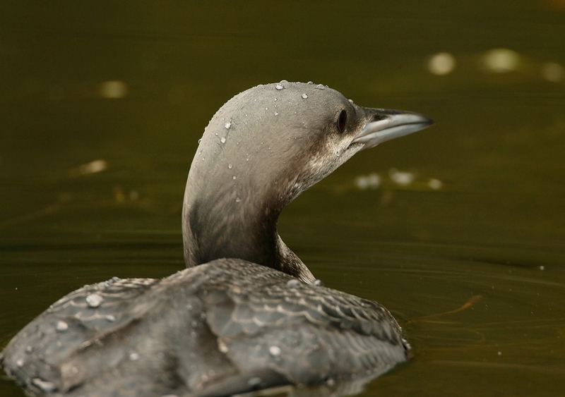 Kuikka Black-throated Diver (Gavia arctica)