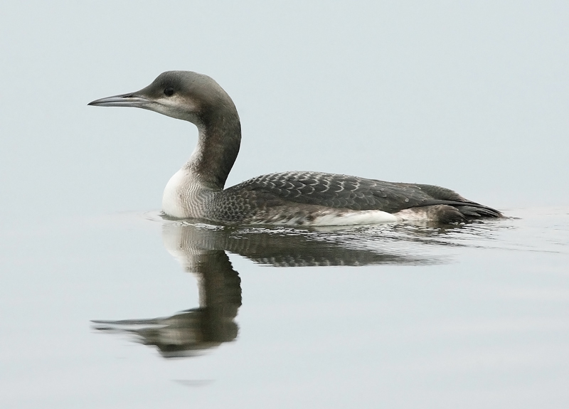 Kuikka Black-throated Diver (Gavia arctica)