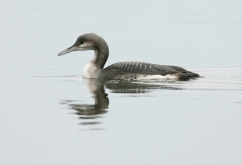 Kuikka Black-throated Diver (Gavia arctica)
