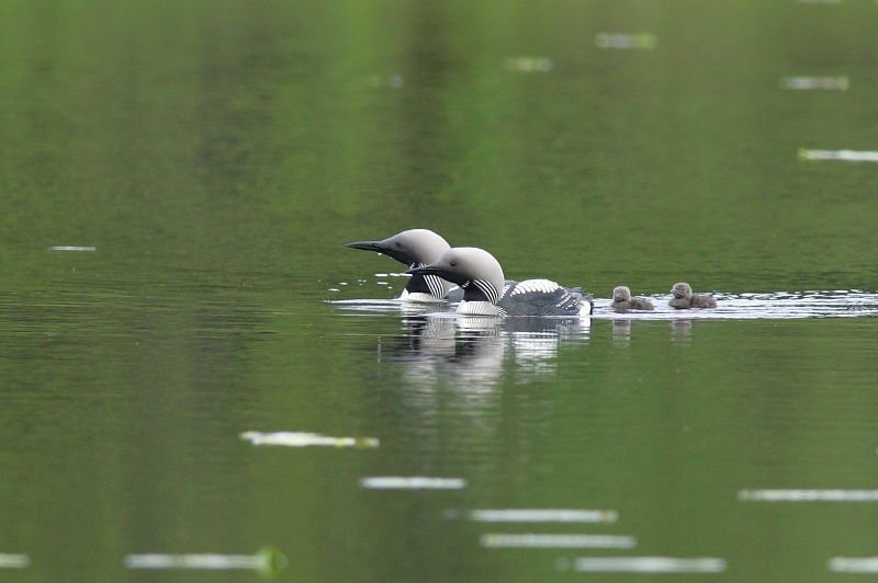 Kuikka Black-throated Diver (Gavia arctica)