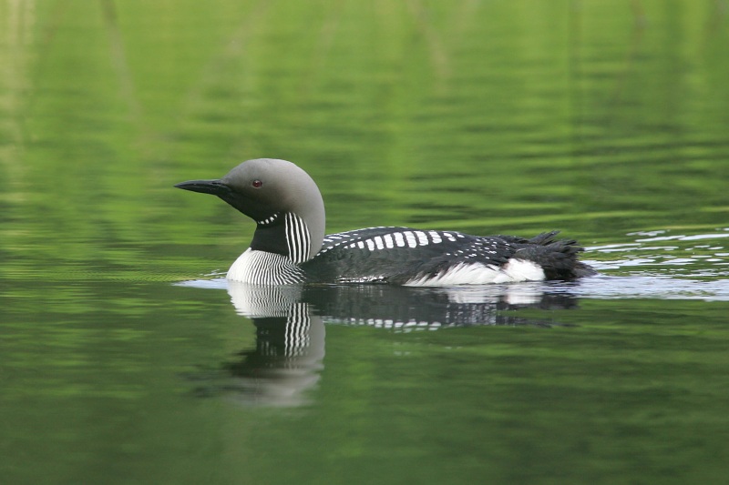 Kuikka Black-throated Diver (Gavia arctica)