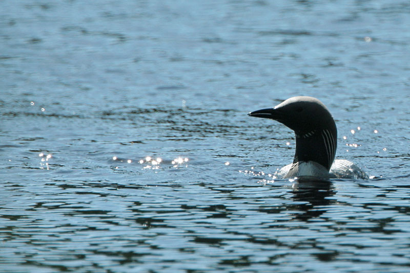 Kuikka Black-throated Diver (Gavia arctica)
