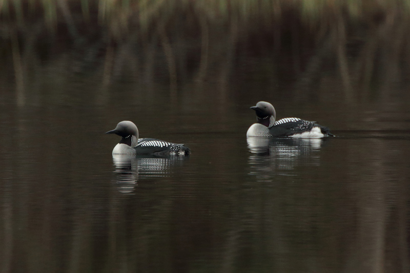 Kuikka Black-throated Diver (Gavia arctica)
