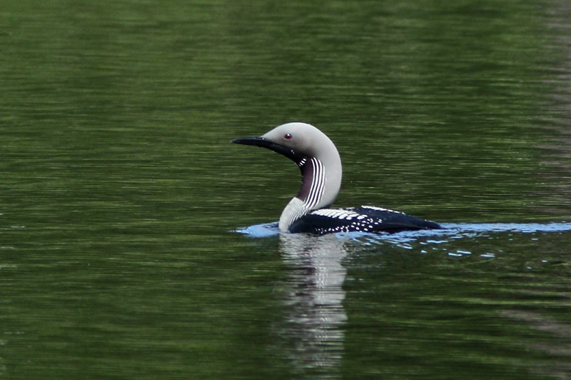 Kuikka Black-throated Diver (Gavia arctica)