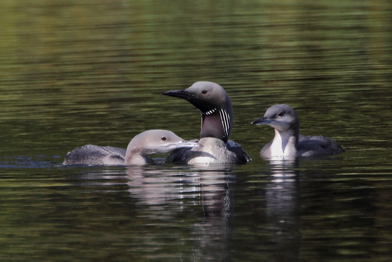 Kuikka Black-throated Diver (Gavia arctica)