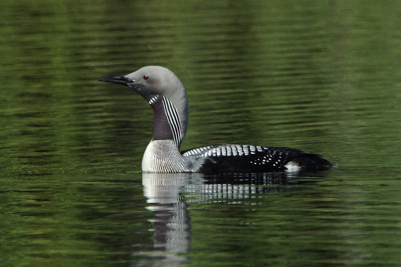 Kuikka Black-throated Diver (Gavia arctica)
