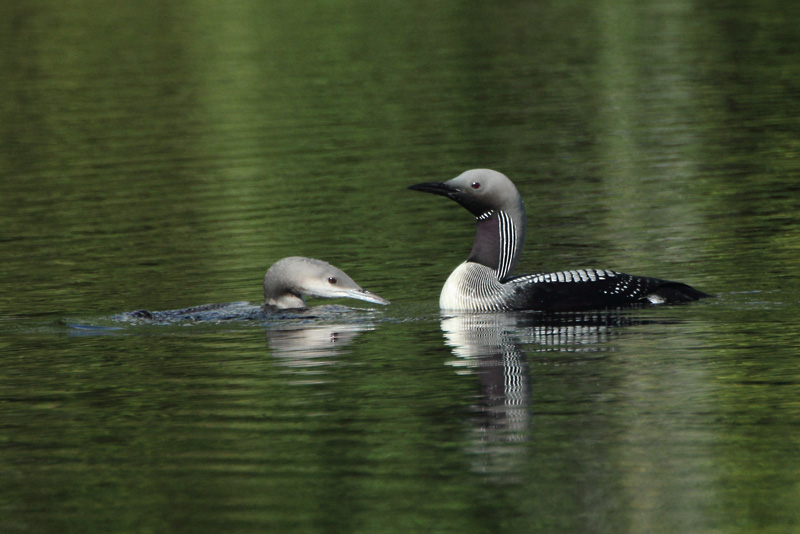 Kuikka Black-throated Diver (Gavia arctica)