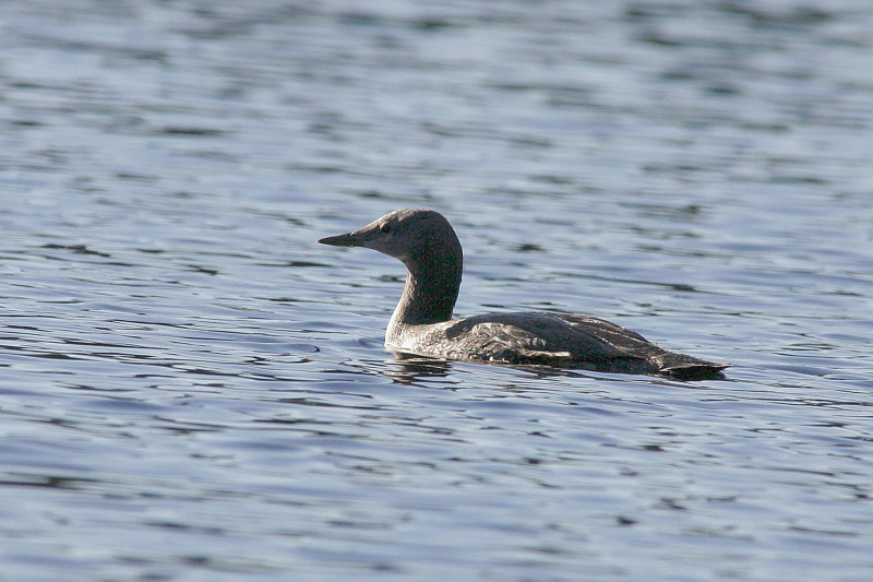 Kaakkuri Red-throated Diver (Gavia stellata)