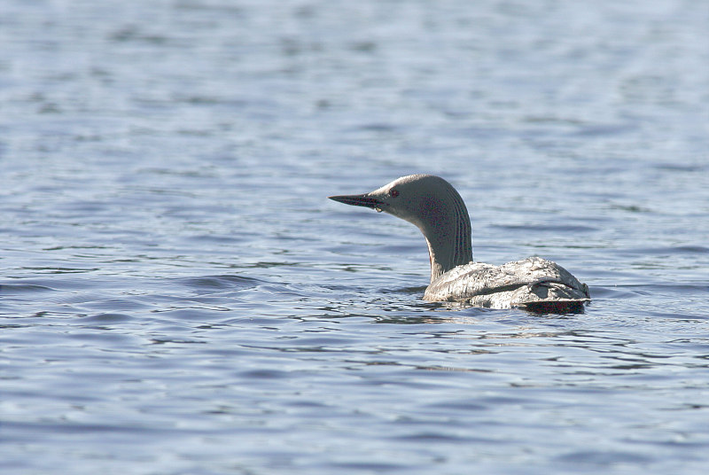 Kaakkuri Red-throated Diver (Gavia stellata)