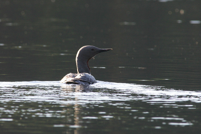 Kaakkuri Red-throated Diver (Gavia stellata)