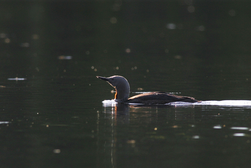 Kaakkuri Red-throated Diver (Gavia stellata)
