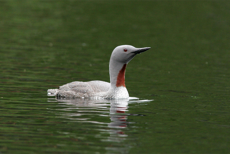 Kaakkuri Red-throated Diver (Gavia stellata)