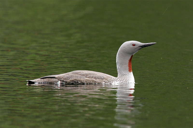 Kaakkuri Red-throated Diver (Gavia stellata)