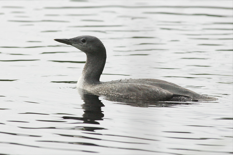 Kaakkuri Red-throated Diver (Gavia stellata)