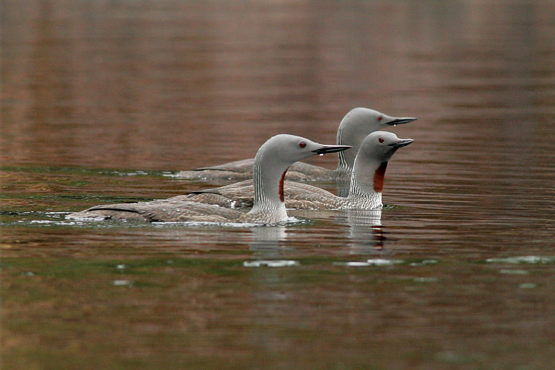 Kaakkuri Red-throated Diver (Gavia stellata)
