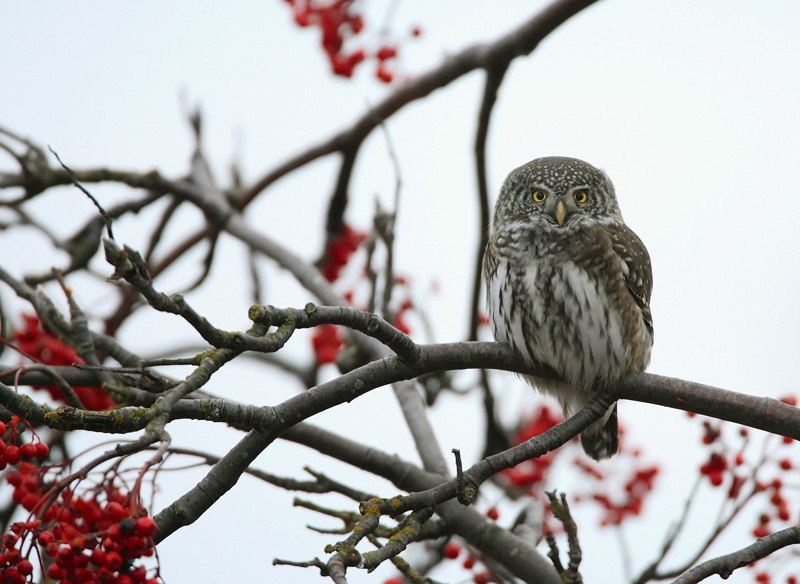 Varpusp�ll� Pygmy Owl (Glaucidium passerinum)
