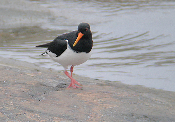 Meriharakka