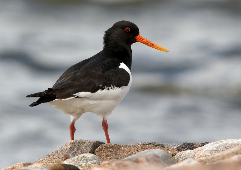 Meriharakka Haematopus ostralegus
