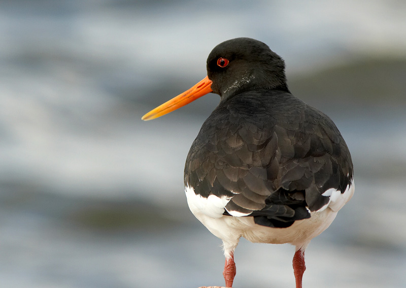 Meriharakka Haematopus ostralegus