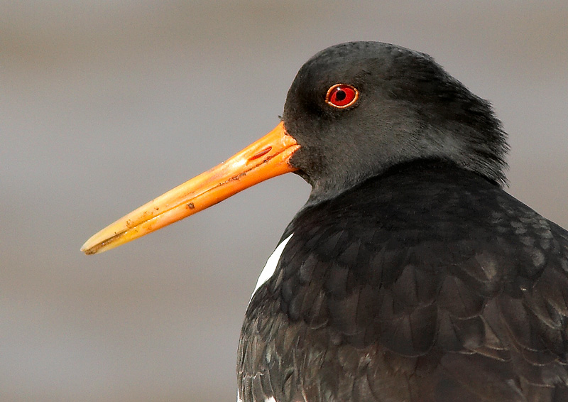 Meriharakka, Oystercatcher (Haematopus ostralegus)