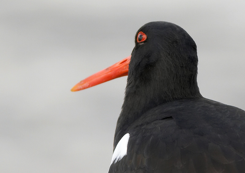 Meriharakka, Oystercatcher (Haematopus ostralegus)