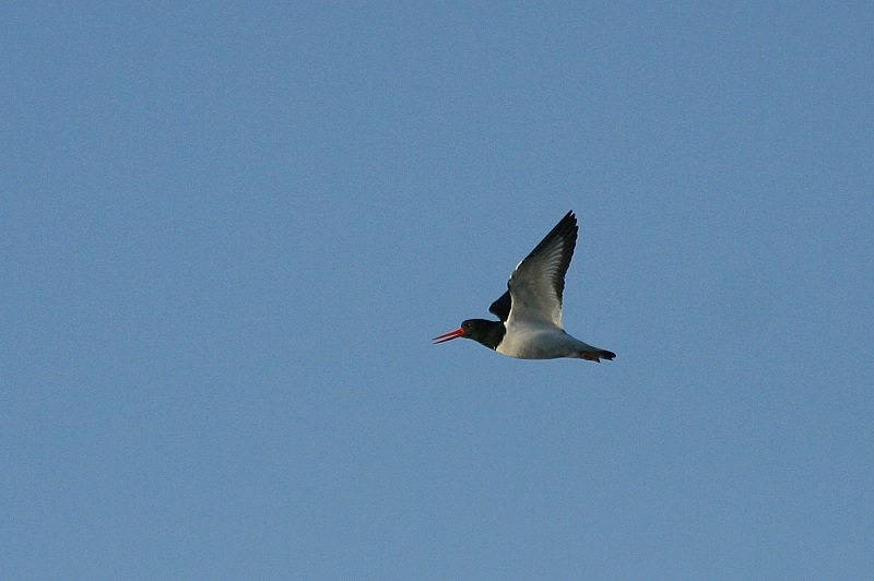 Meriharakka Haematopus ostralegus