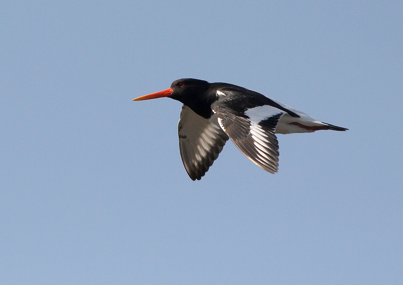 Meriharakka, Oystercatcher (Haematopus ostralegus)