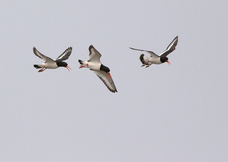 Meriharakka, Oystercatcher (Haematopus ostralegus)